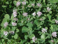 Trifolium tomentosum