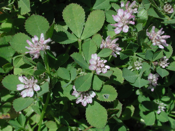 Trifolium tomentosum