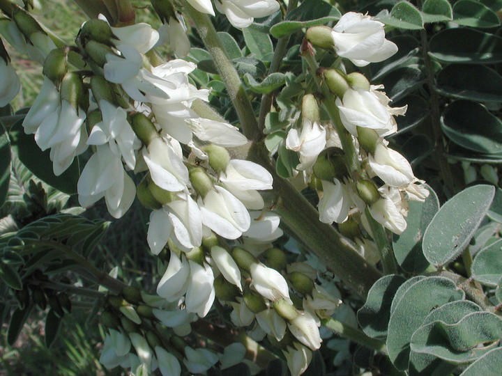 Astragalus lusitanicus ssp. orientalis