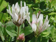 Trifolium clypeatum