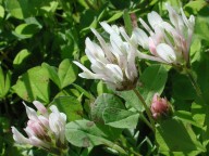 Trifolium clypeatum