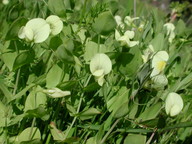 Lathyrus aphaca