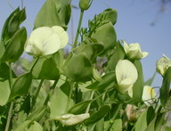 Lathyrus aphaca