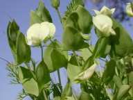 Lathyrus aphaca