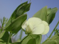 Lathyrus aphaca