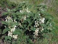 Astragalus lusitanicus ssp. orientalis