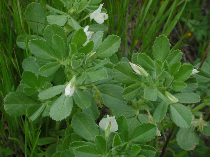 Ononis biflora