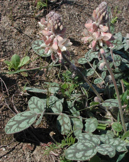 Onobrychis venosa