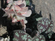 Onobrychis venosa