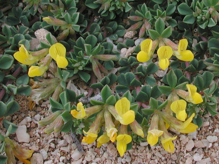 Lotus cytisoides