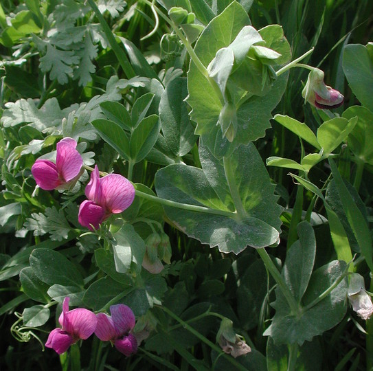 Vicia narbonensis