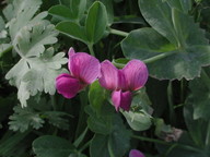 Vicia narbonensis