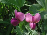 Vicia narbonensis