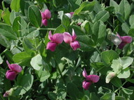 Vicia narbonensis