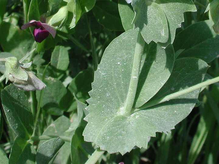 Vicia narbonensis