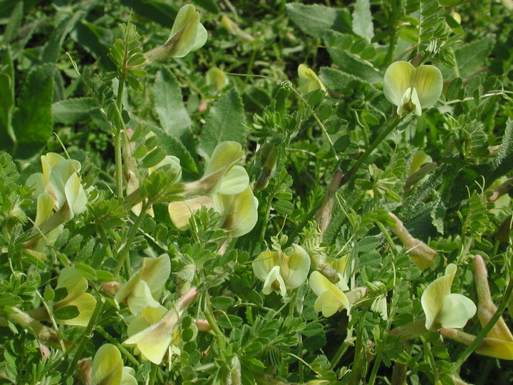 Vicia hybrida