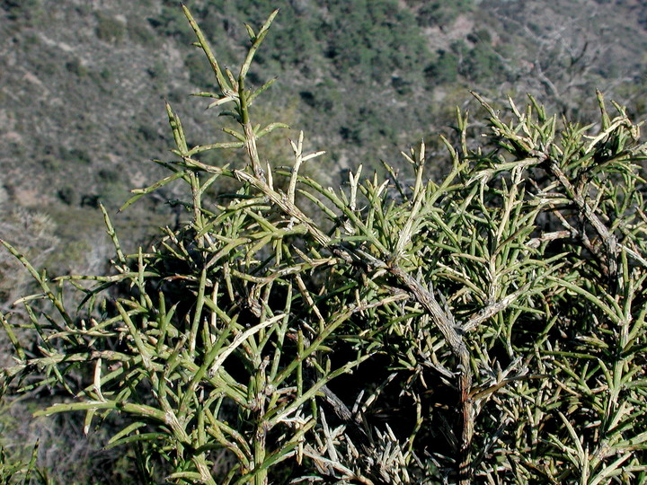 Genista sphacelata