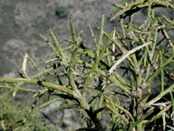 Genista sphacelata