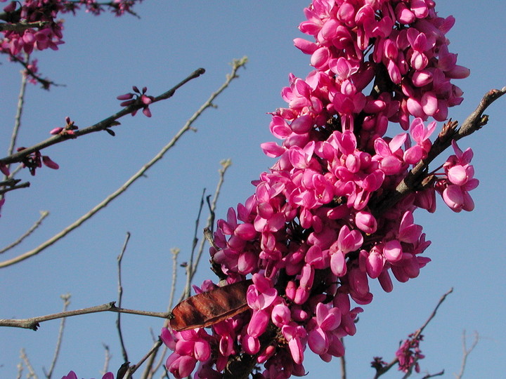 Cercis siliquastrum