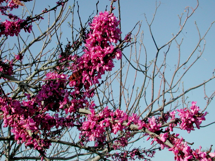 Cercis siliquastrum