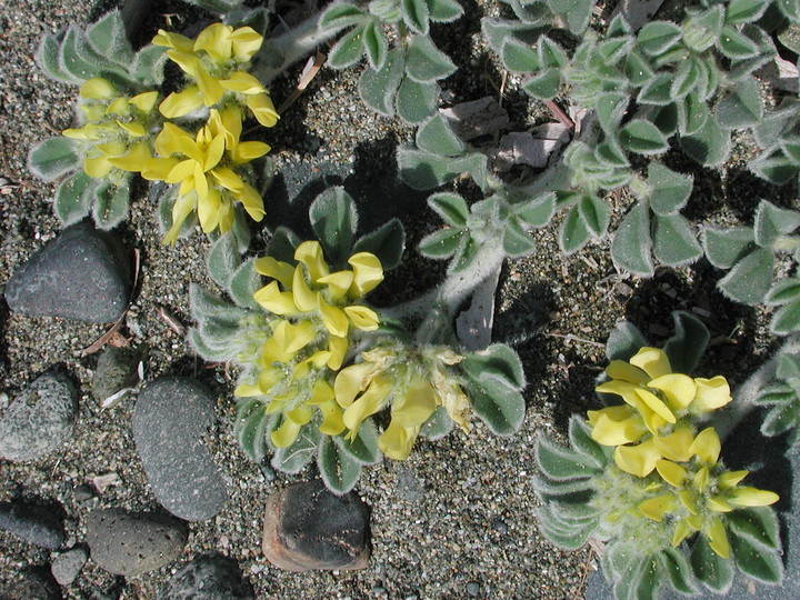 Medicago marina