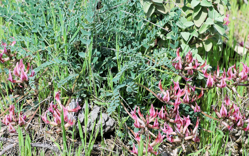 Astragalus spruneri