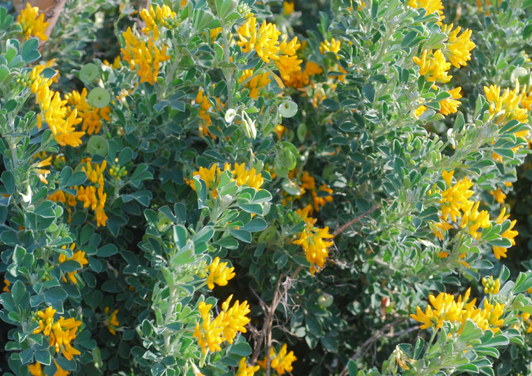 Medicago arborea