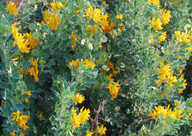 Medicago arborea