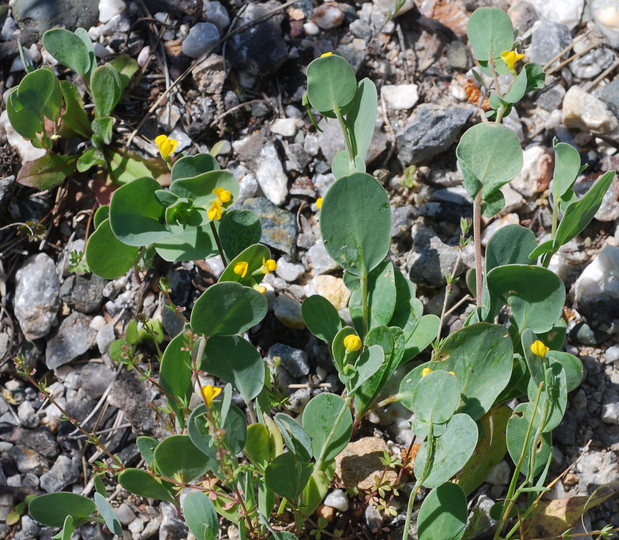 Coronilla scorpioides