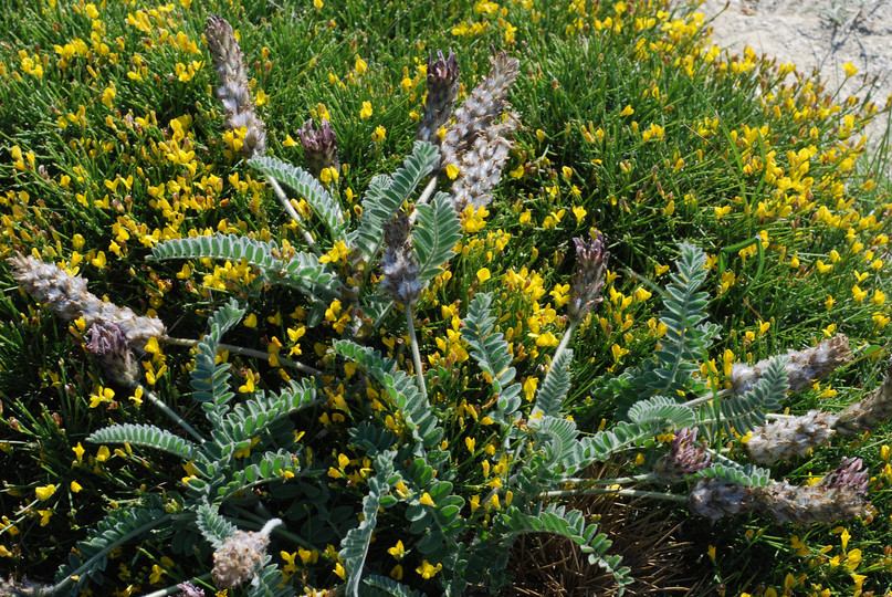 Astragalus sp.3