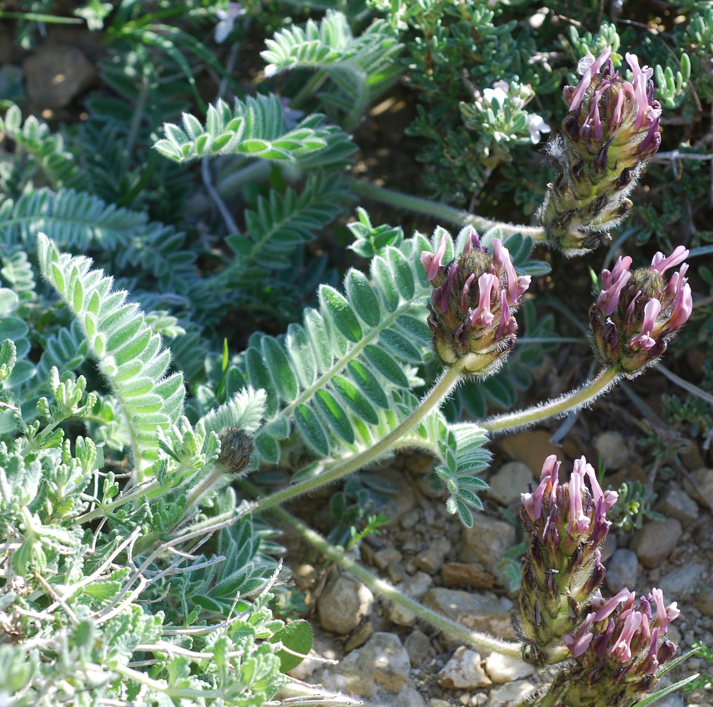 Astragalus sp.3