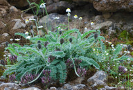 Astragalus sp.3