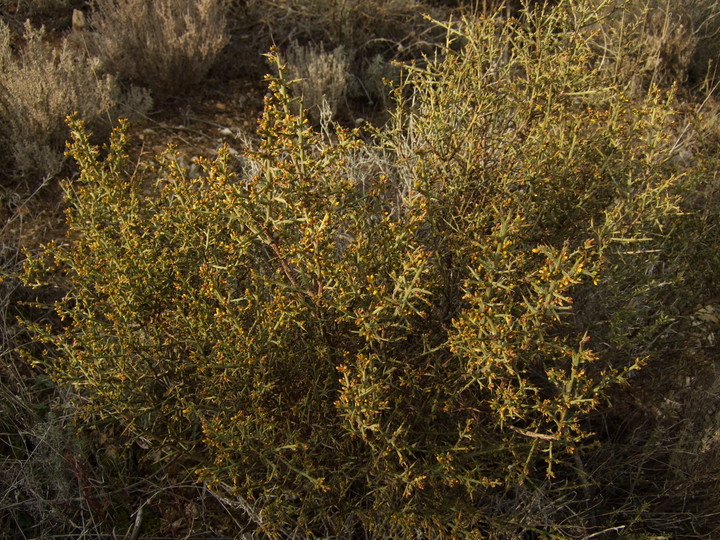 Genista scorpius