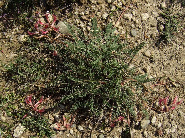 Astragalus spruneri