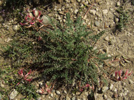 Astragalus spruneri