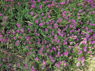 Astragalus hypoglottis