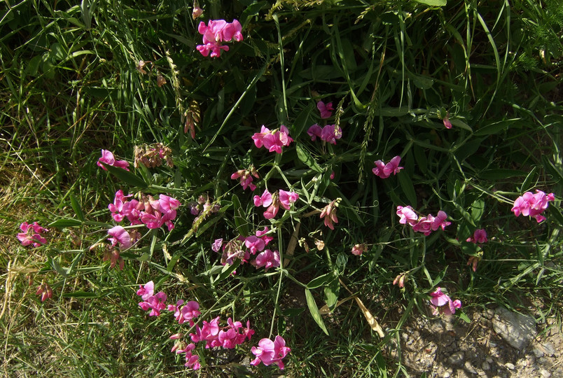 Lathyrus latifolius