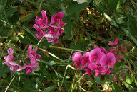 Lathyrus latifolius