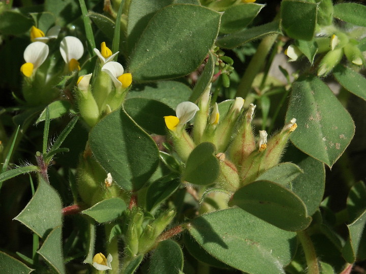 Physanthyllis tetraphylla