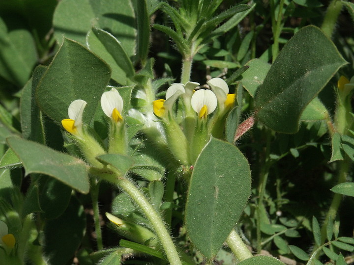 Physanthyllis tetraphylla