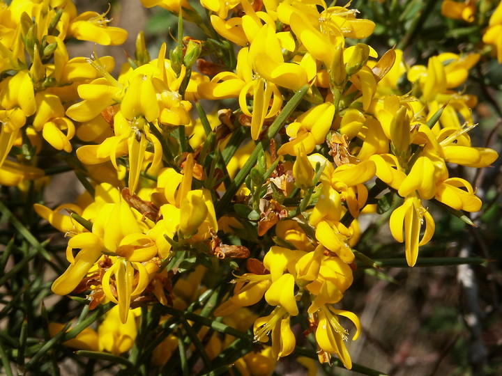 Genista lucida