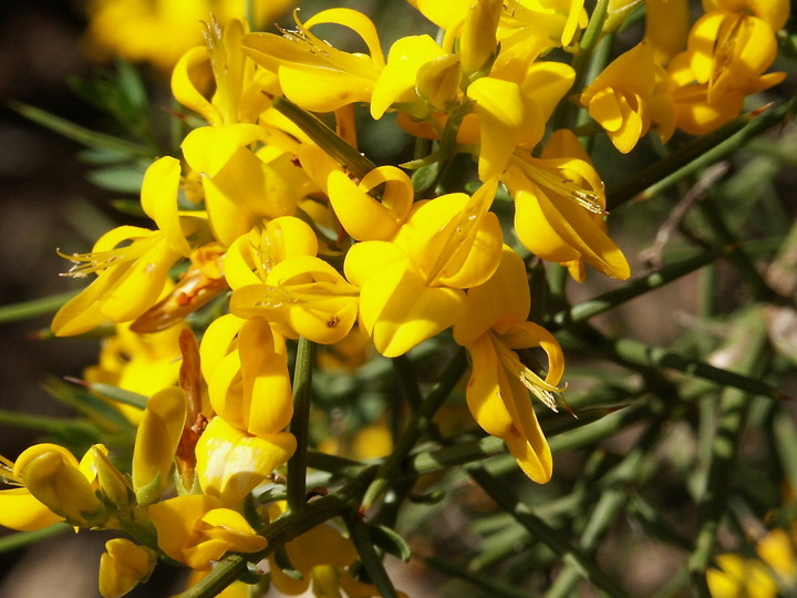 Genista lucida