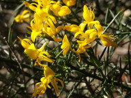 Genista lucida