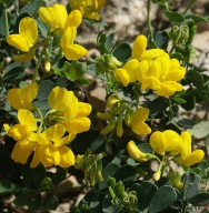 Coronilla valentina