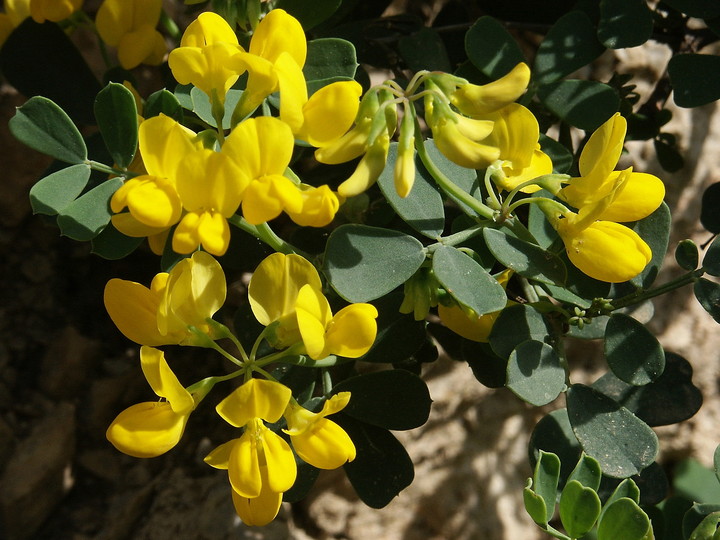 Coronilla valentina