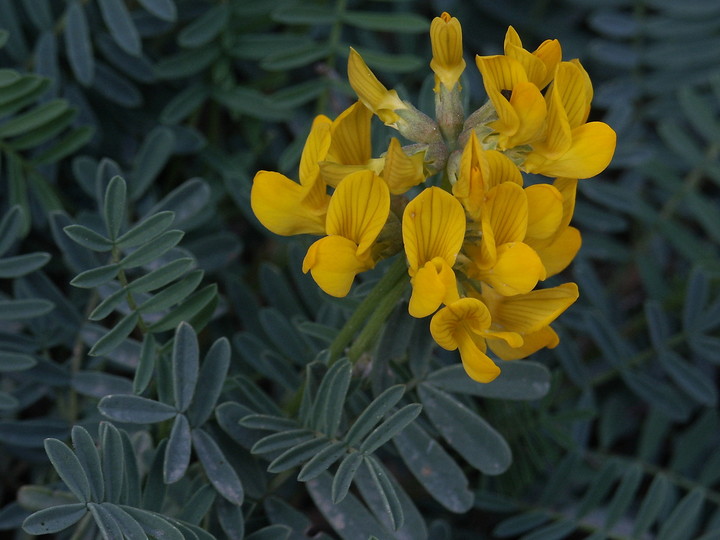 Hippocrepis balearica