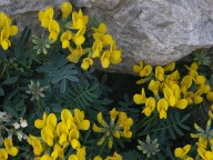 Hippocrepis balearica