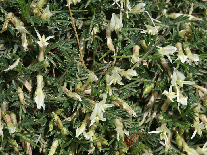 Astragalus balearicus