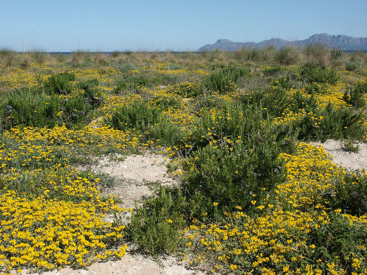 Lotus cytisoides