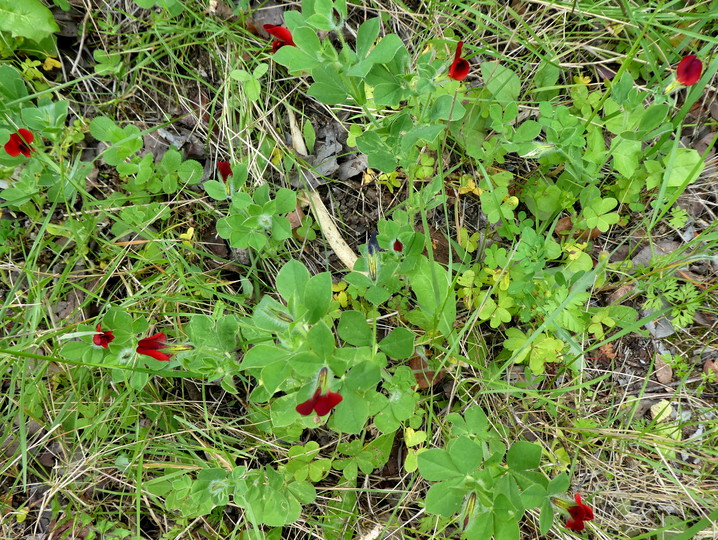 Tetragonolobus purpureus